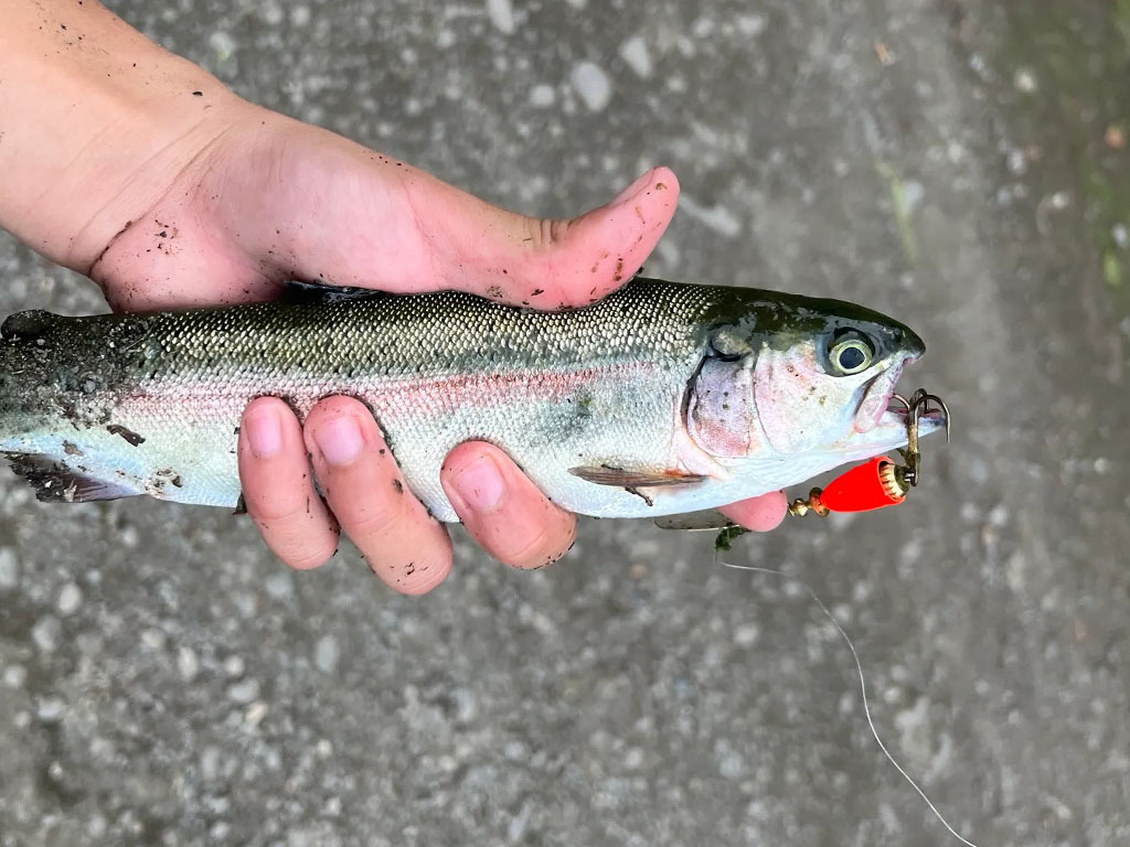 Cheney Lake Trout