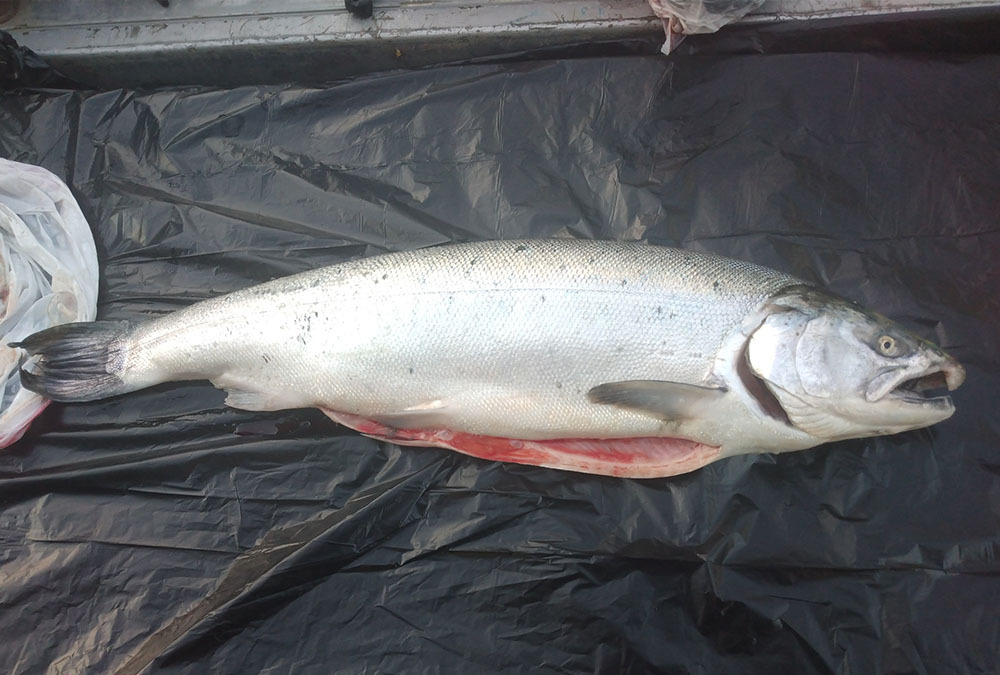 Richards Coho 